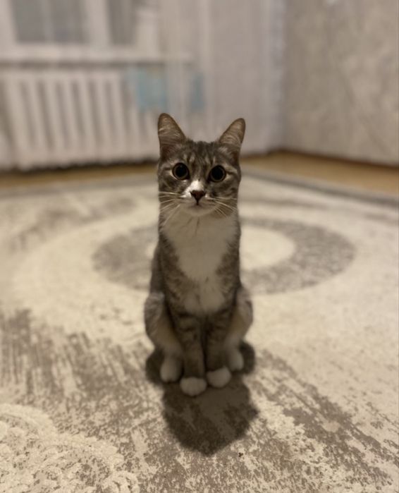 Бесплатно котята и кошка