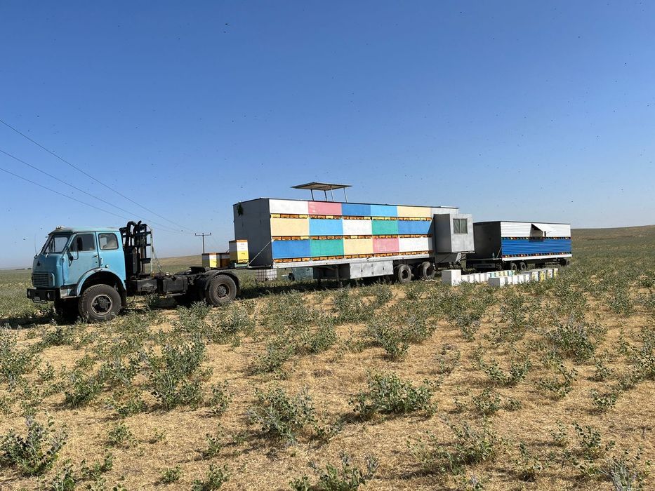 Сдам мед оптом 1400 за 1 кг