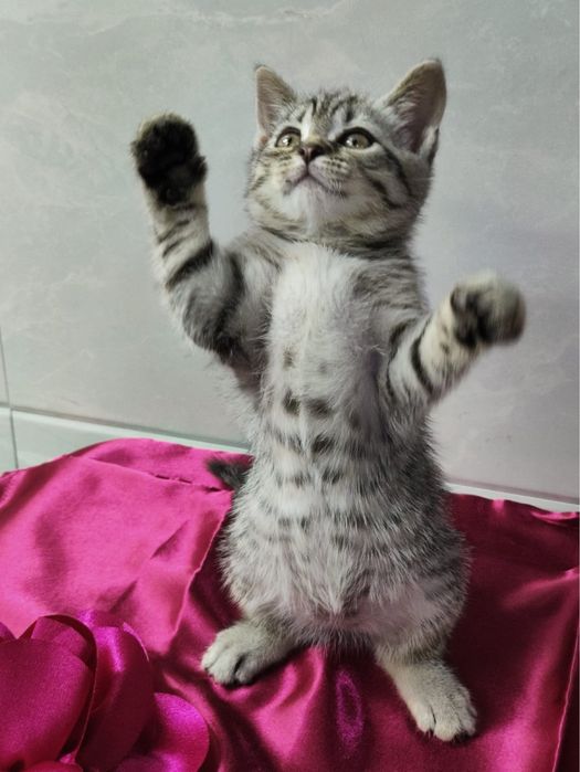Котеночек Маечка ищет свою семью