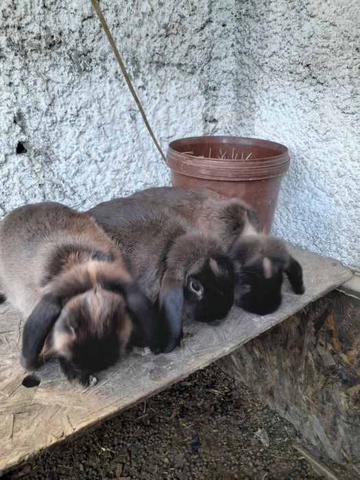 Vând, schimb tineret și maturi, rase pure uriașe și pitice