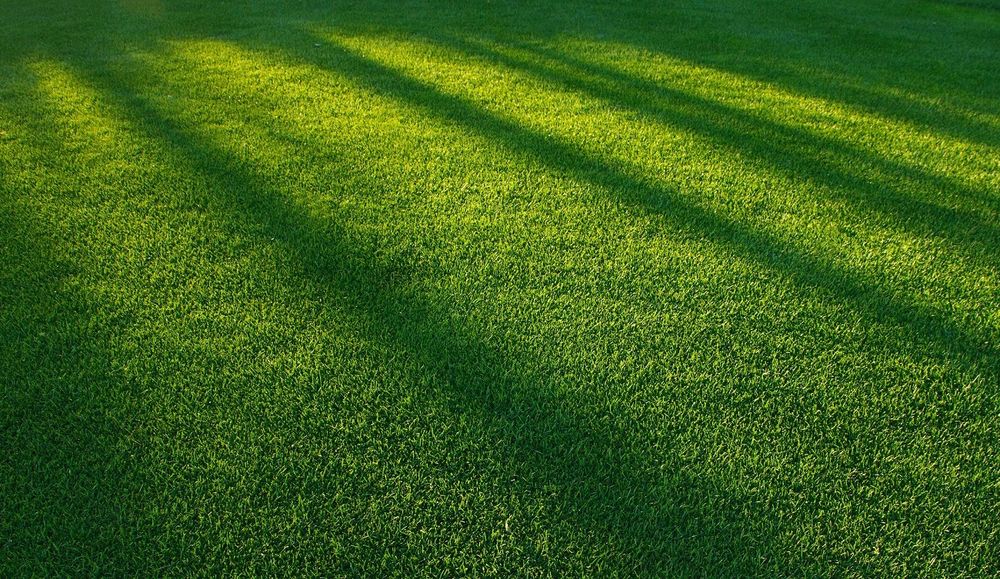 Газон экиш хизмати