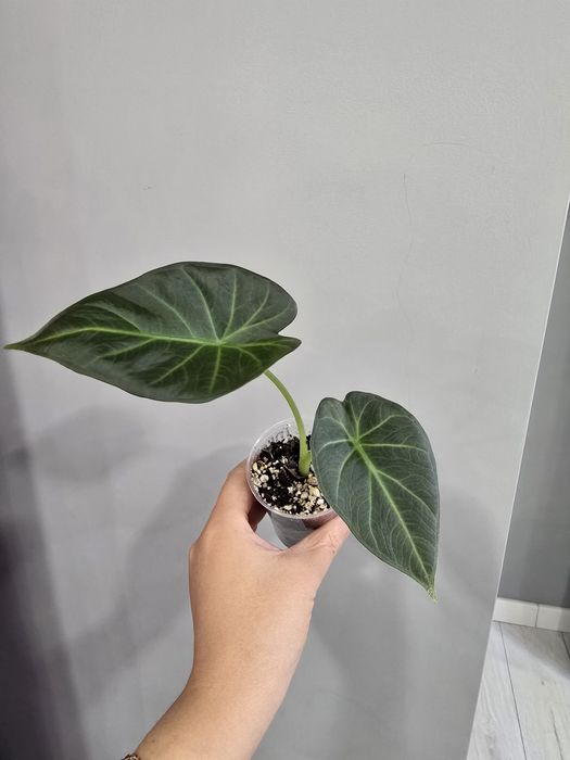 Продам алоказию регал шилдс