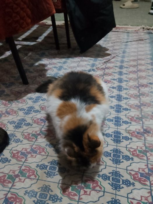 Кошка ,девочка отдам