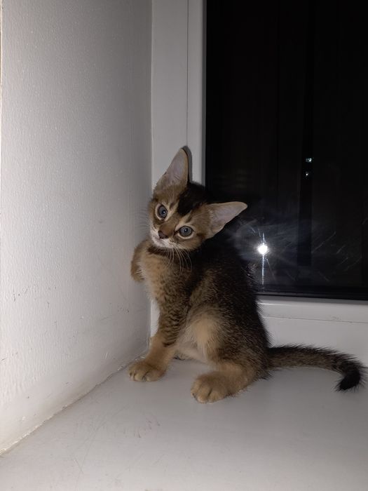 Абиссинский котенок