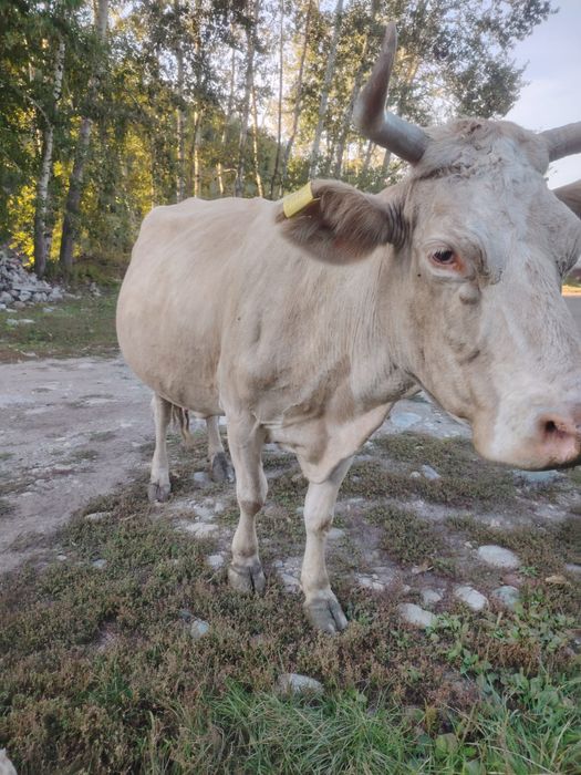 Продаётся карова крупный