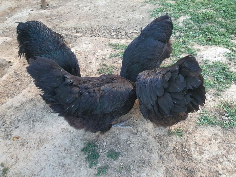 Avstralorp Qora zotli tovuq tuxumlari sotiladi