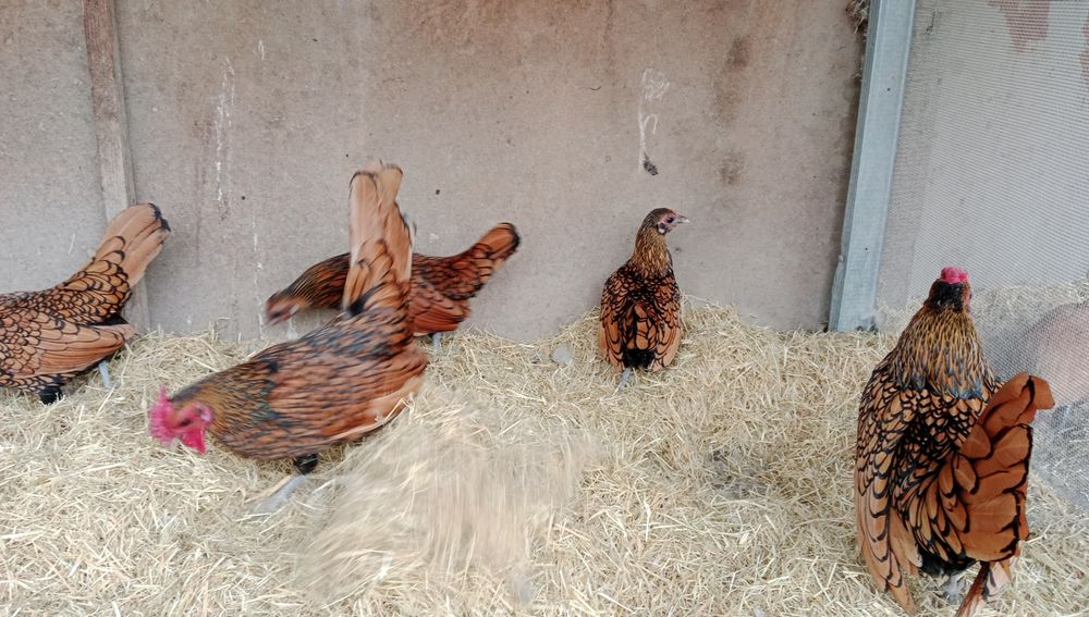 Сибрайт залатойлар сотилади