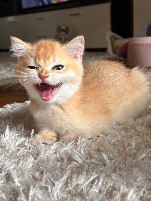 Băiețel jucaus british shorthair golden chinchilla!