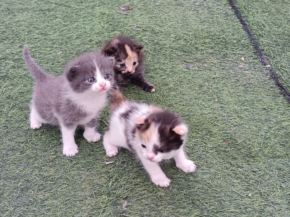 Отдам котят в хорошие руки