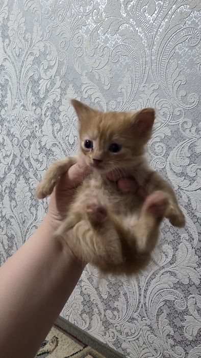 Девочка  в добрые руки