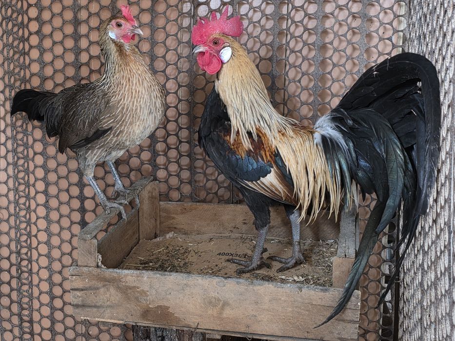 Oua pentru incubat Moțată, Australorp, Cochinchina,  Phoenix, Mătase J