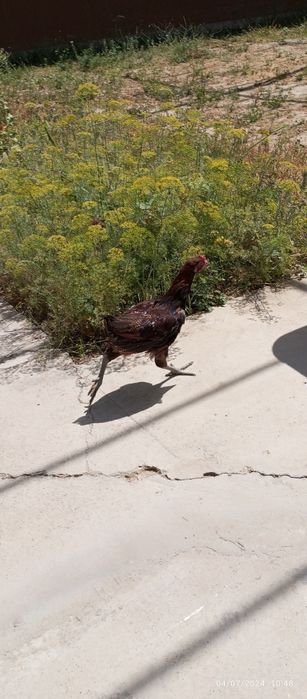 Dakan juja chesta toza