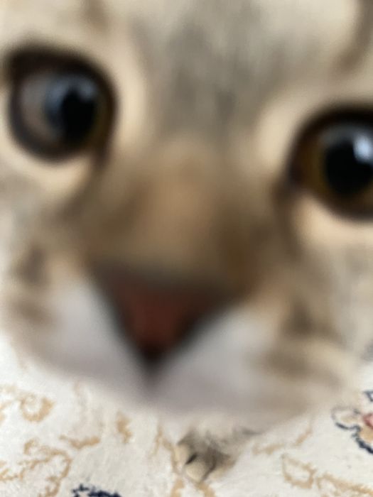 Продам шотландскую вислоухую кошку