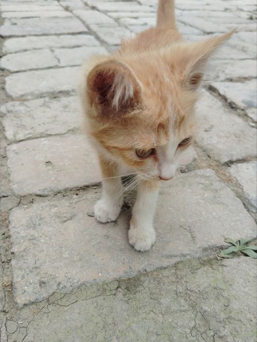 Mushukchalar ikkitasi oq va sariq bittasi qopqora bittasi seri safedi