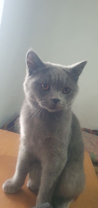 Siyamiski zottor mushik