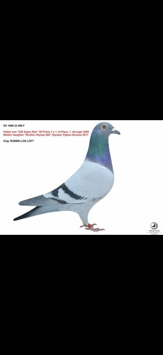 Mascul DV porumbel voiajor cu pedigree