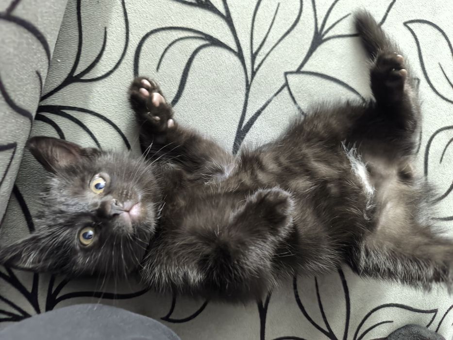 Котенок, мальчик в добрые руки