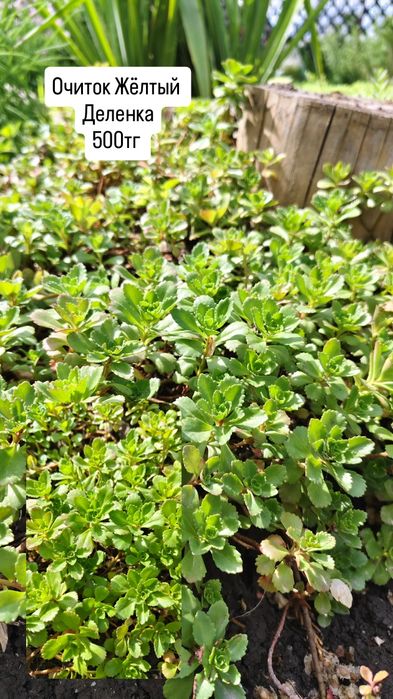 Цветы и растения для сада