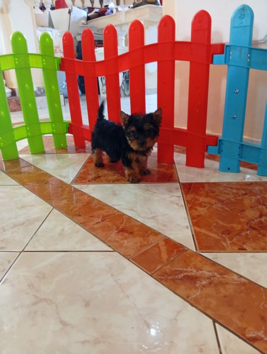 Yorkshire terrier baietel