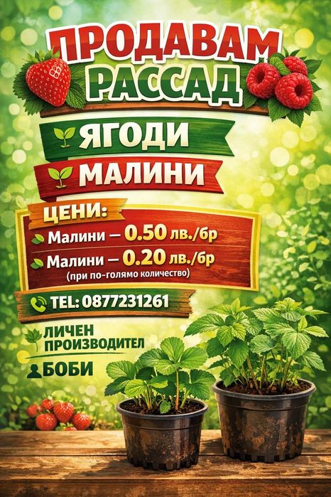 Расад ягоди и Малини