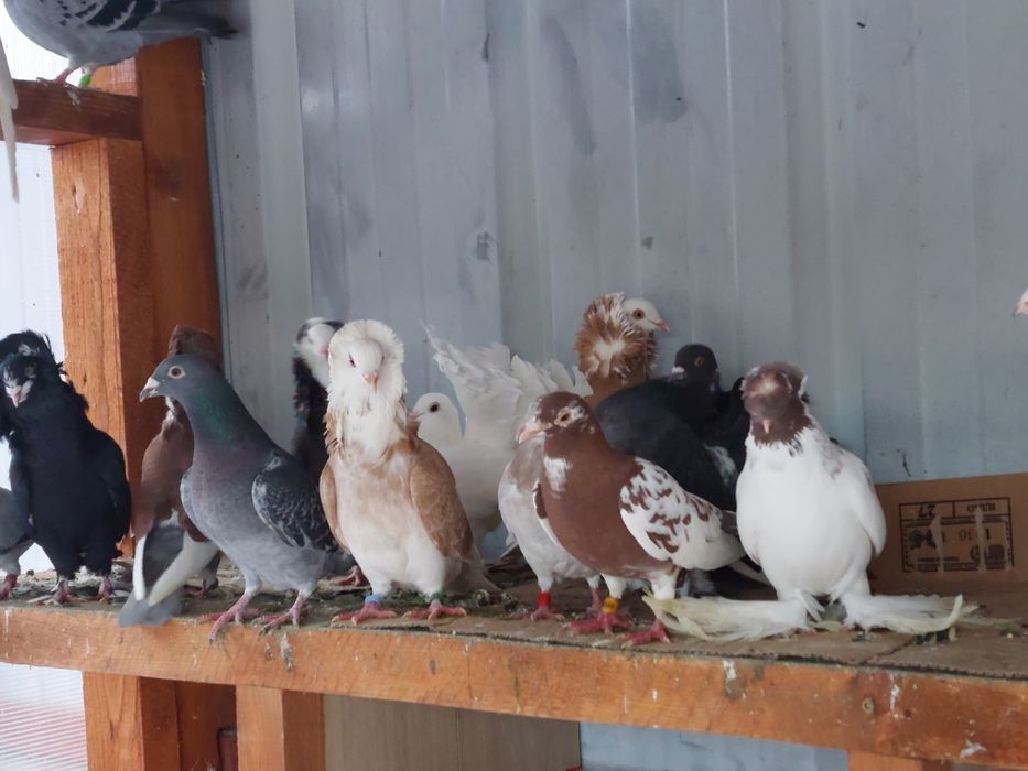 Porumbei voiajori și  de ornament