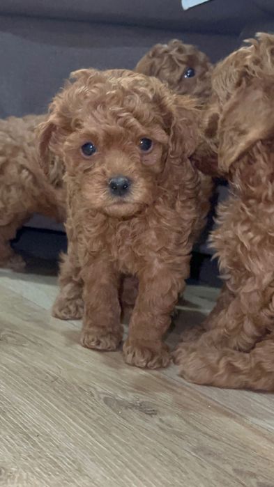 Щенки той пуделя