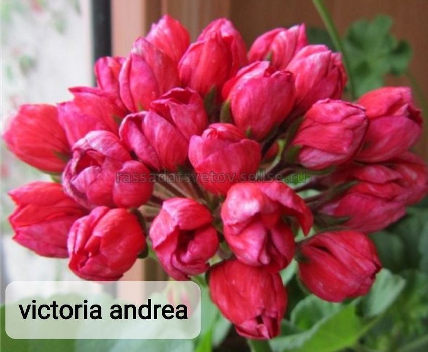 Укоренённые черенки сортовых пеларгоний