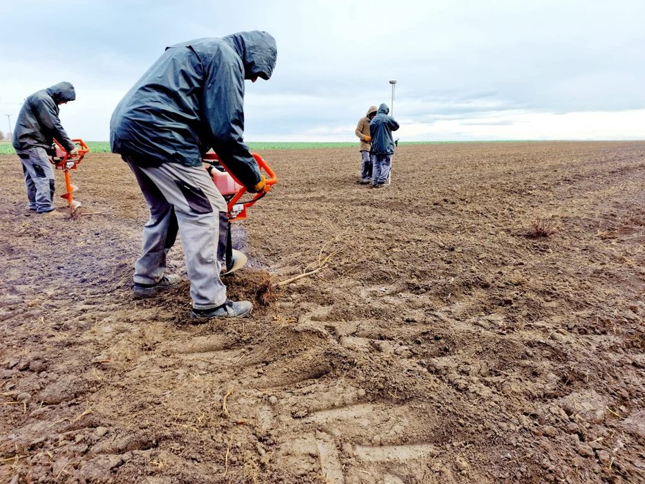 Infiintam livezi alun nuc pomi fructiferi plantare completa
