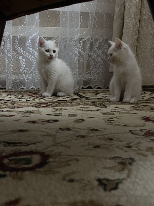 Котята, отдам в добрые руки !