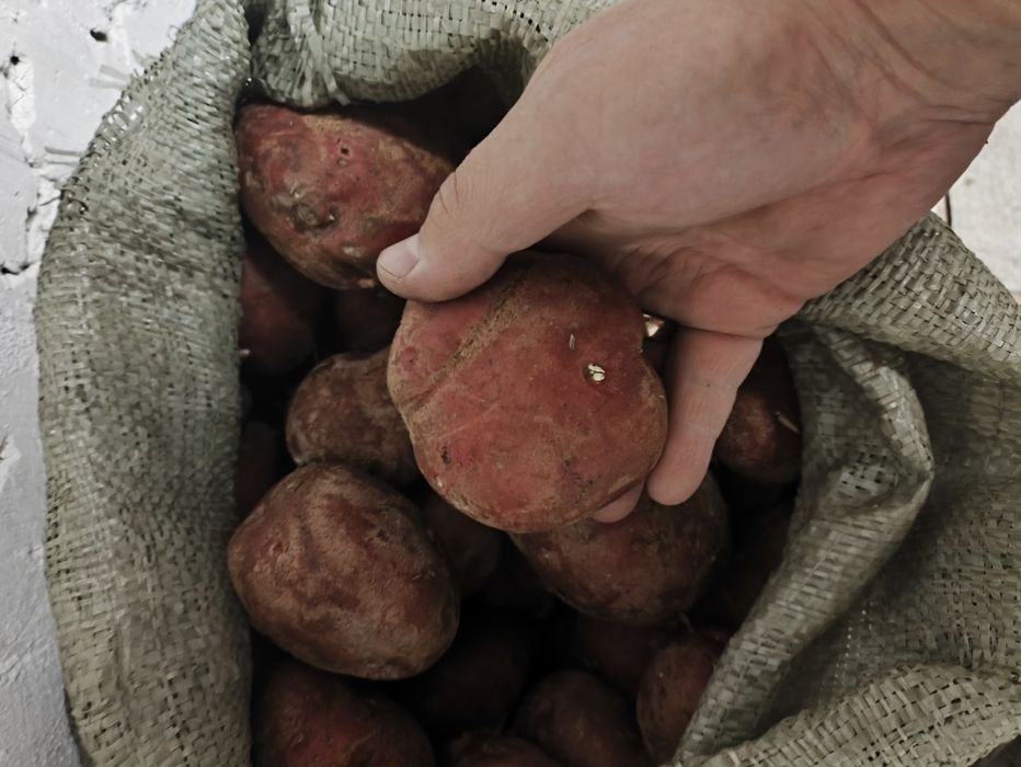 Картошка домашняя