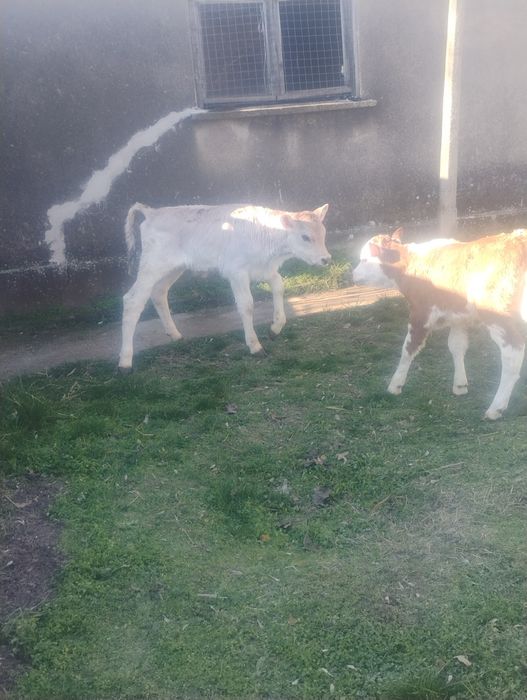 Продавам  две женски телета месодайни