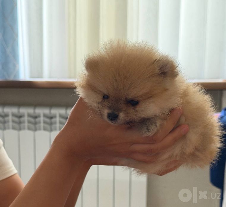 Собачка, шпица  продажа