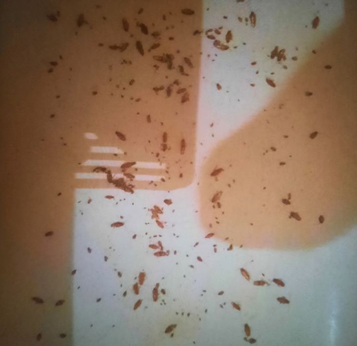 Отрава от насекомых порошок голубой без запаха и аллергии.