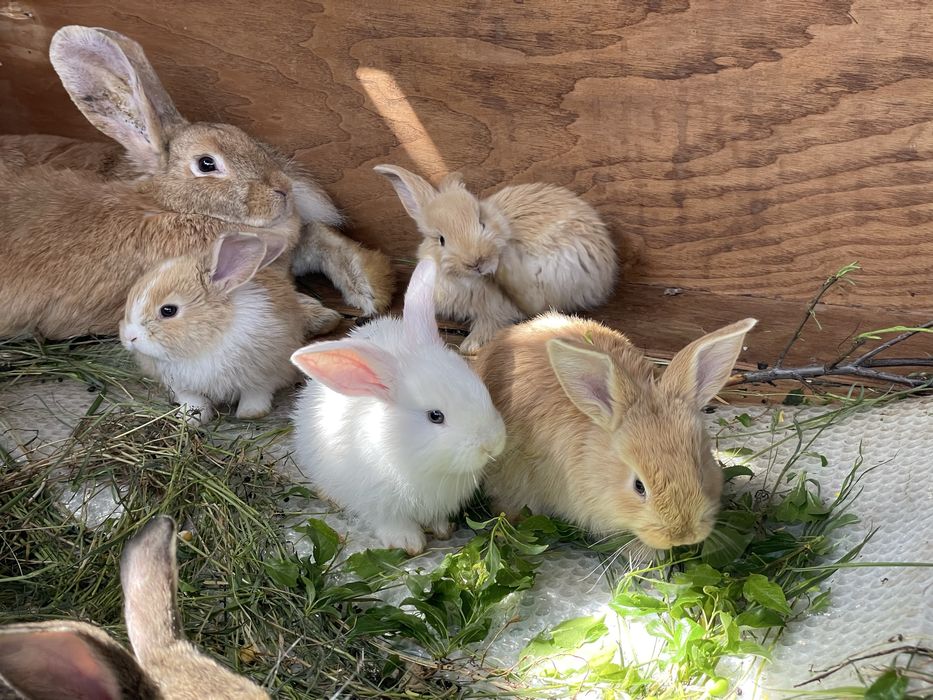 Pui de iepuri pufosi și blânzi – mai multe culori