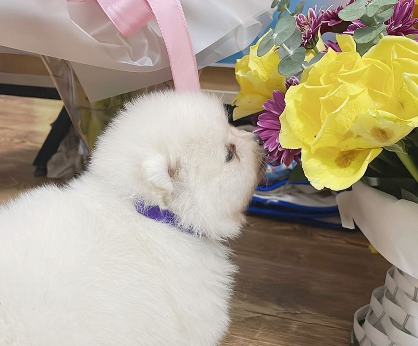 Щенки померанский шпиц