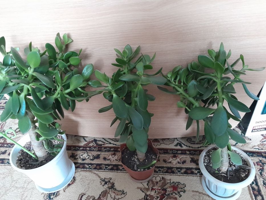 Продам цветы  писать в личку