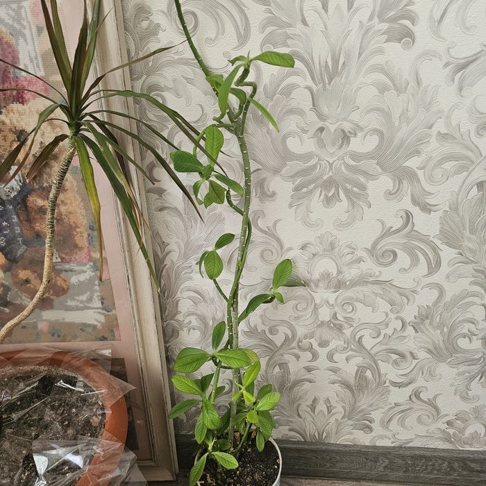 Продам комнатные цветы