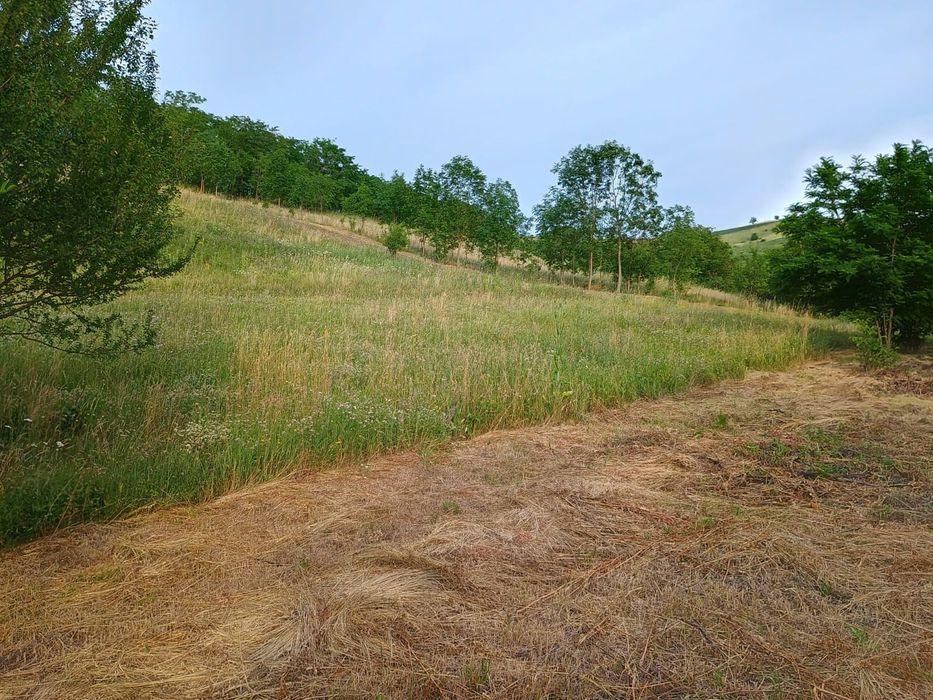 2 terenuri intravilan  intre Apahida si Cojocna 35 € mp.