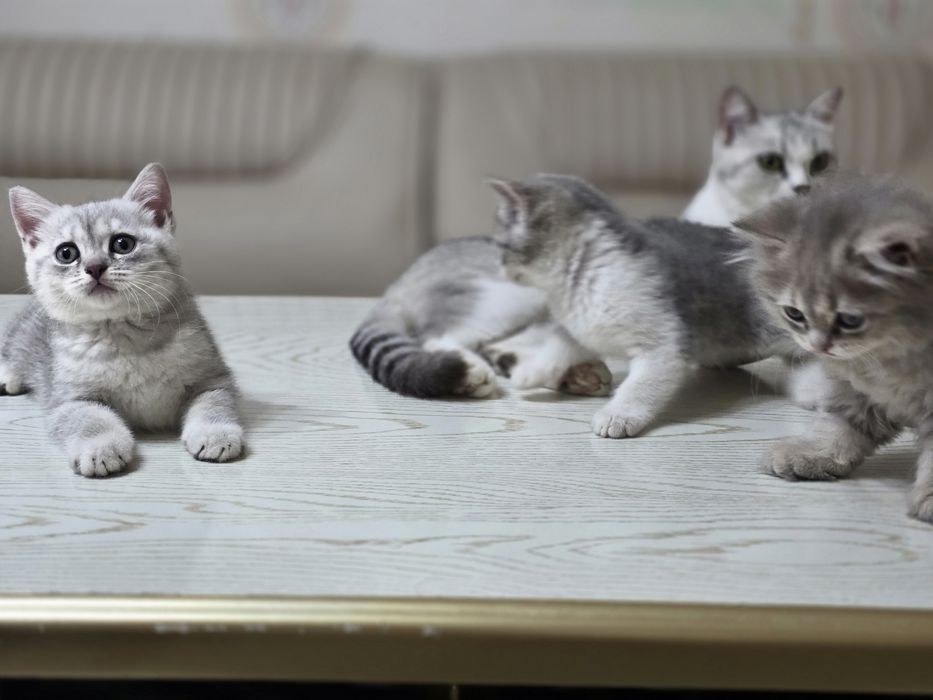 Британский шиншилла котята кошечки britanskiy shinshila mushuk bolalar