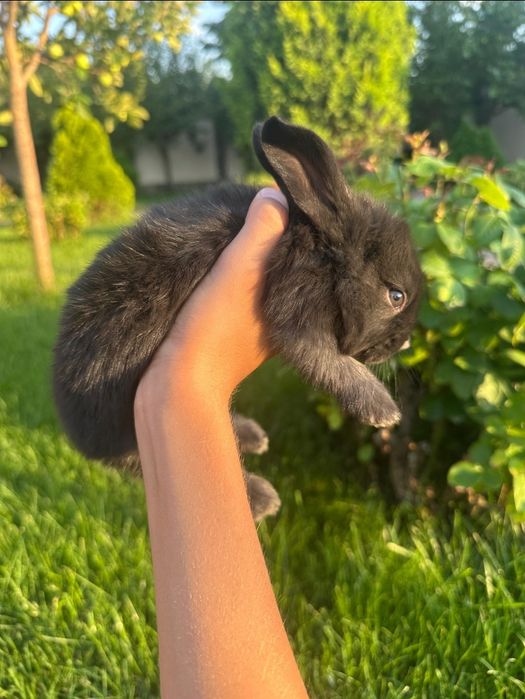 Pui de iepure disponibili doar pe Maro restul sunt vânduți