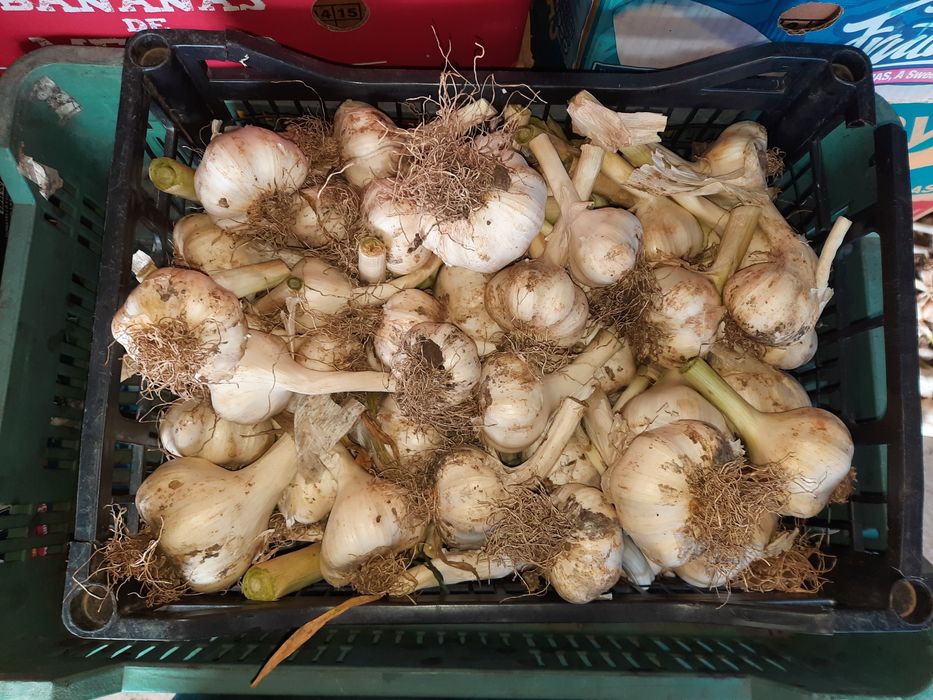 Vând usturoi romanesc, spaniol, grăunte de usturoi etc!