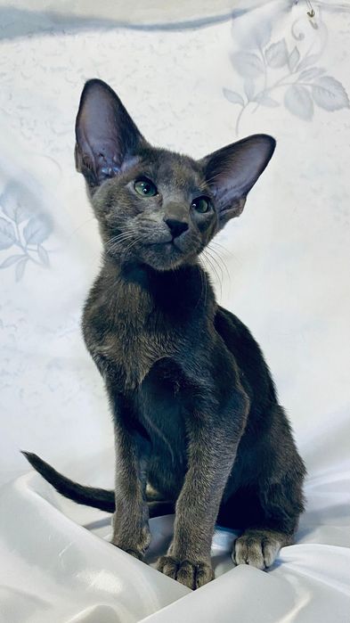 Котята ориентальной породы