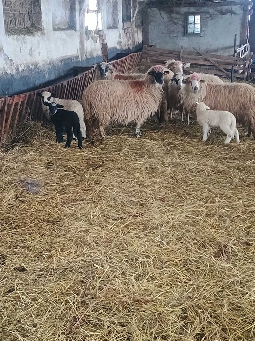 Vând 12  oi , 7 cu miei