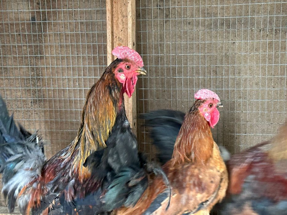 Карликовые петушки и курочки