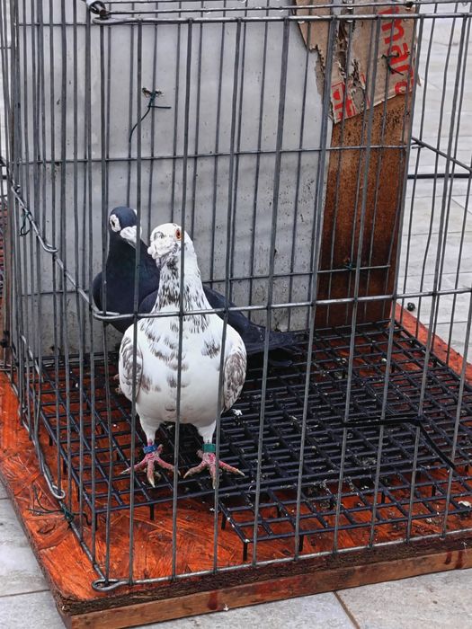 vând porumbei voianori duduros