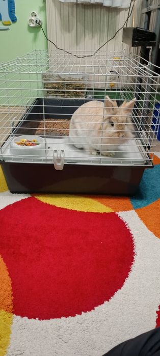 Подарявам зайче на 1 ,6 г.