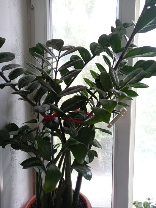 3 цветка - Доллоровое дерево