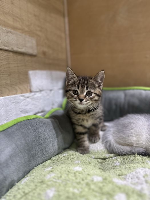 Шотладские котята