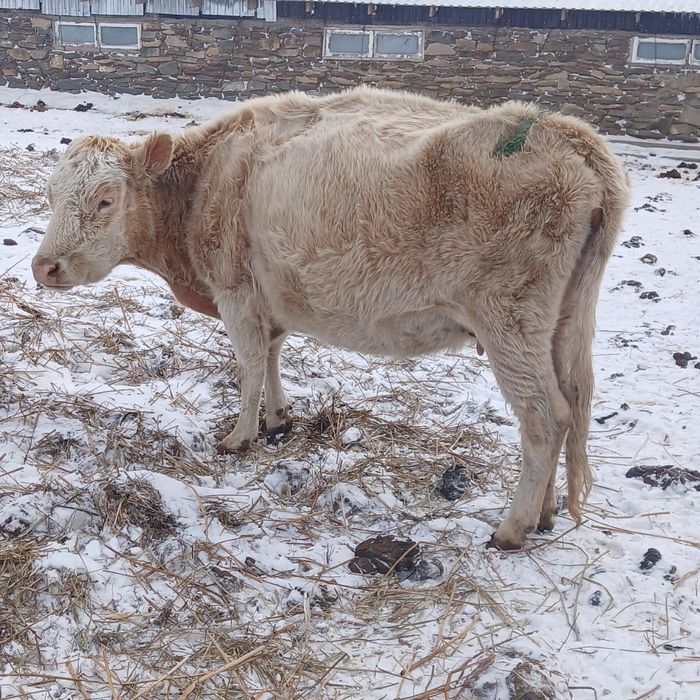 Буаз сиыр аулиекол