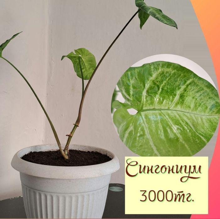 Продам комнатные цветы!